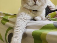 2 yaş erkek british shorthair sahiplendirilecektir