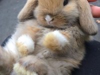 SARI/ KARAMEL HOLLANDA LOP YAVRU TAVŞAN