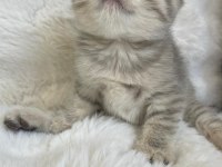 Yavru Scottish Fold