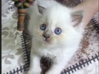 Birbirinden Kaliteli British Shorthair Yavrular