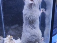 Yavru hamster