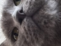 BRİTİSH KEDİSİ SAHİPLENDİRME