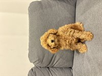 Acil yuva arıyoruz köpeğimize