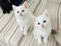 Safkan British Shorthair
