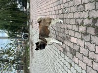 Amerikan Akita