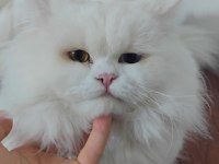 British longhair kedisi