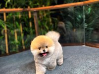 Safkan Kore Pomeranian Boo Yavrularımız