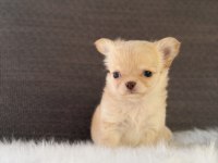 Irk Ve Saglık Garantili Chihuahua Yavrularımız