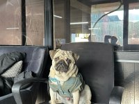 YETİSKİN ERKEK PUG MOPS