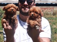 Maltipoo yavrular