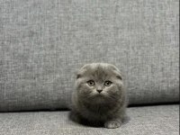 A kalite scottish fold safkan yavrular