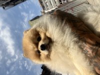 Pomeranian Boo – Pasaport ve Eğitimli Satılık