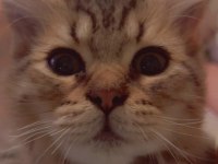 ŞAŞKIN YAVRU KEDİMİZE LÜTFEN YUVA
