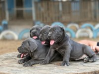 Muhteşem Cane Corso Köpeklerimiz