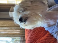 Maltipoo okulumdan dolayı sahiplendiriyorum şila
