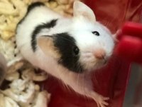 Lab - Rat - Dumbo Rat - Panda Mice Adrese Teslim Mevcut