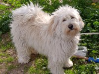 9 aylık erkek tüm aşıları tam maltipoo