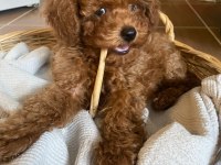 Toy Poodle Yavrularımız Ömürlük Aileleri Bekliyor