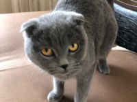Scottish fold kedim