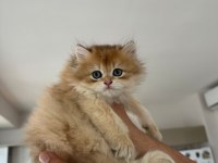 2 AYLIK SAFKAN GOLDEN BRITISH LONGHAIR ERKEK YAVRU