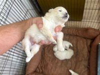 Mersin içi sahiplendirilecek pomeranian