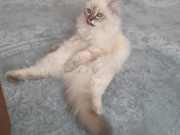 KEDİMİZE DİŞİ EŞ ARANIYOR