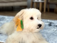 İnsan canlısı köpeğimiz max