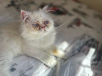 İRAN KEDİSİ