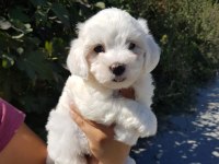 İNANILMAZ GÜZELLİKLER MALTESE TERRİER