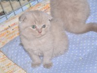 2 Adet Scottish Fold 1 Adet British