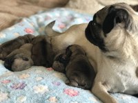 Gelip Canlı Görebileceğiniz Pug Yavrularımız