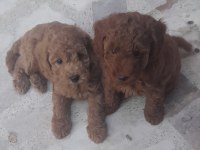 Muhteşem toy poodle yavrularımız İstanbul