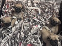 Irk ve sağlık garantili pug mops bebekler