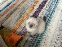 British shorthair kedimiz