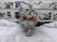 MÜKEMMEL KALİTE IRK GARANTİLİ İRAN Chinchilla YAVRUMUZ