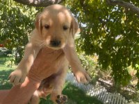 Kaliteli Golden Retriever Yavrularimiz