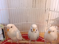Yavru muhabbet kuşları