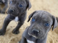 DEV CANE CORSO YAVRULARI
