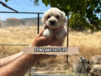 Kore Micro Maltese
