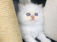 Prensesimize Kalıcı Yuva Arıyoruz Persian