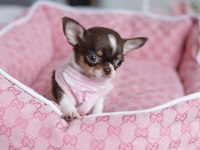 Teacup Xs Elma Kafa Küt Burun Şivava Yavrular
