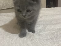 iyi bi aileye gitmesini istiyorum kedimizin