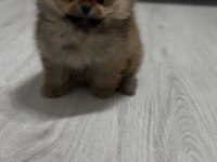 sağlık ve ırk garantili pomeranian boo