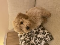Tam 3 aylık erkek poodle 0 numara Latte yuvasını arıyor