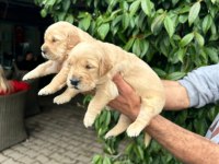 GOLDEN RETRİEVER YAVRULARI ÜCRETSİZ DEĞİLDİR