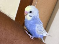 30 Günlük Kusursuz Bebek Muhabbet Kuşu