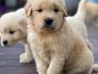 Golden Retriever Yavruları