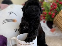 Mükemmel Tea Cup Siyah Poodle