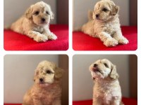 Maltipoo bebeklerimiz yeni yuvasını arıyor