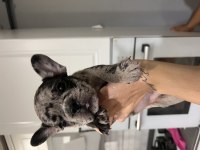 Black merle erkek french bulldog
